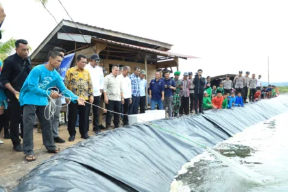 Panen Udang Vaname Di Desa Tinjul