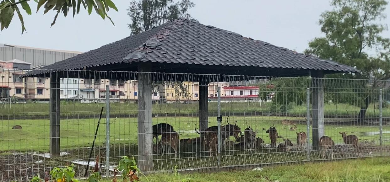 Puluhan Rusa Tutul yang dipelihara di samping parkir halaman Hotel Pasifik Jodoh