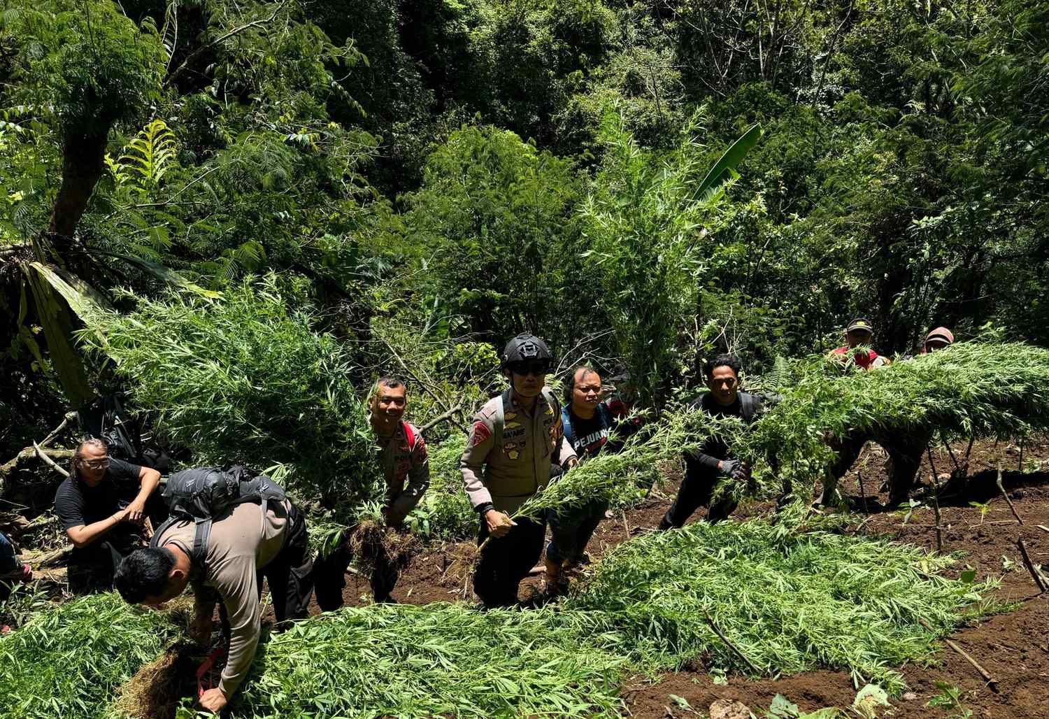 1500 Tanaman Ganja Kembali Ditemukan Di Lereng Semeru 39 (1)