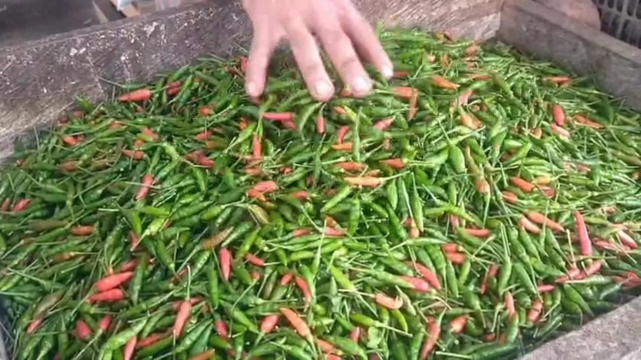 KUTIPAN LINGGA 2026 01 09T104122.352