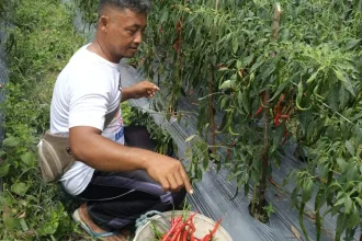 KUTIPAN LINGGA 2026 01 16T162807.441